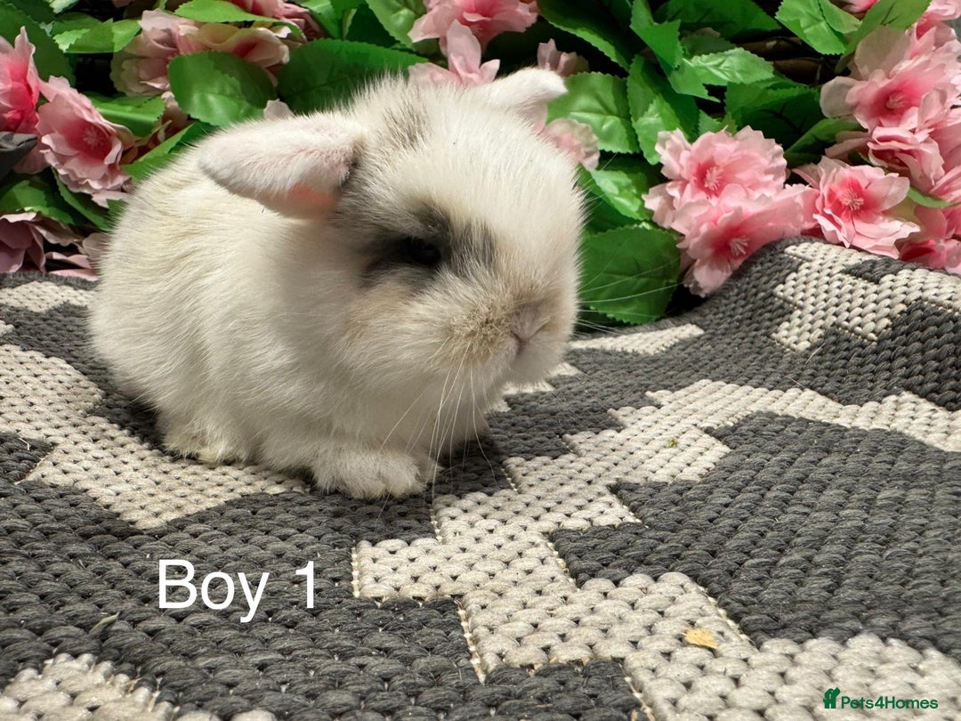 Mini Lop rabbits for sale: ⭐️ STUNNING PURE BRED MINI LOPS⭐️ - Image 3