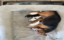 Jack Russell dogs for sale: 5 beautiful Jack Russell puppies for sale  - Image 7