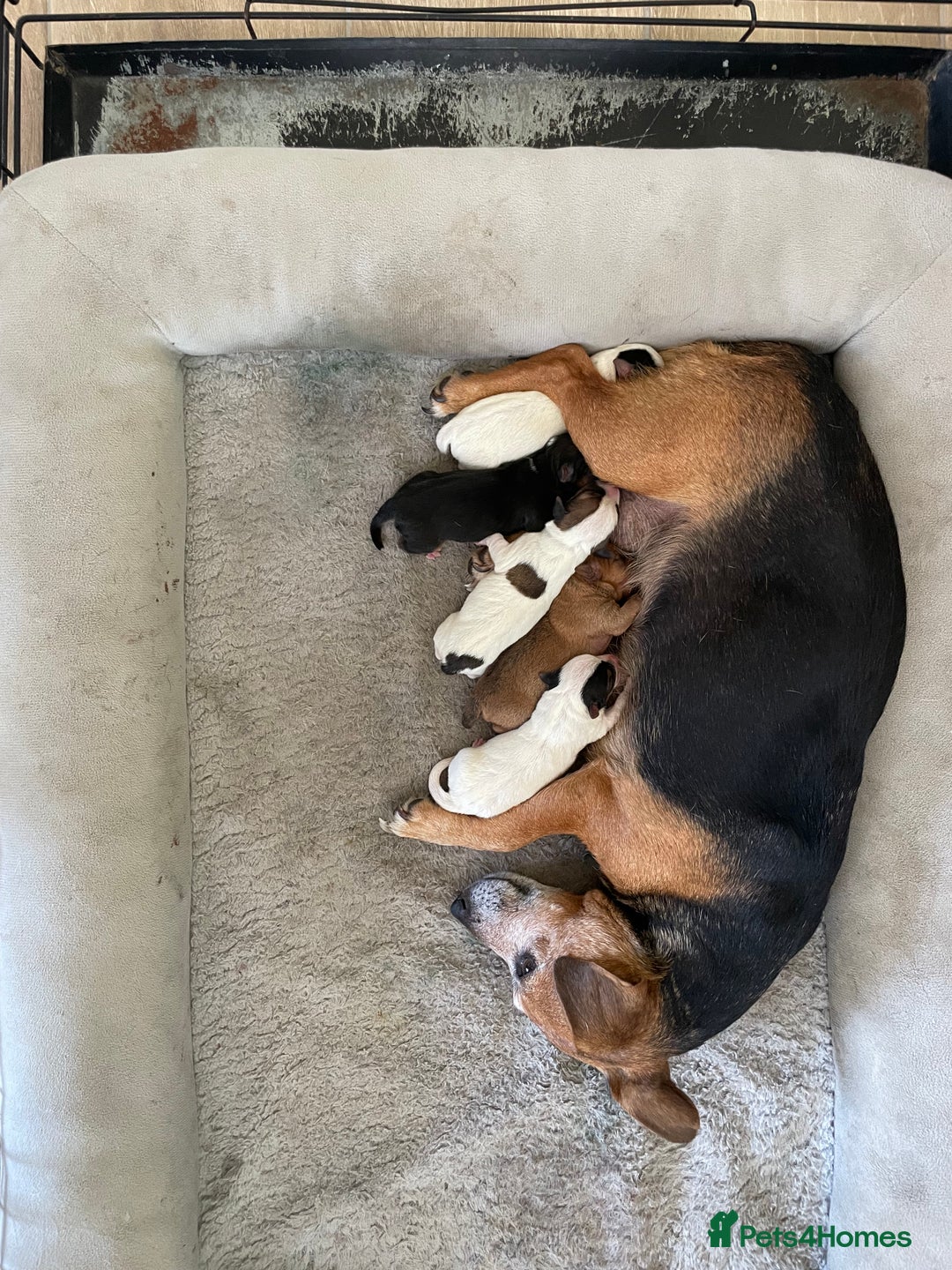 Jack Russell dogs for sale: 5 beautiful Jack Russell puppies for sale  - Image 7