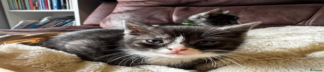 British Shorthair Kitten 4