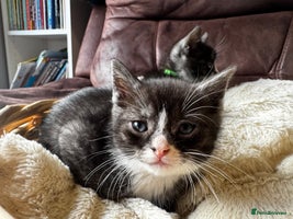 British Shorthair cats Gorgeous British Shorthair Kittens - Advert 10