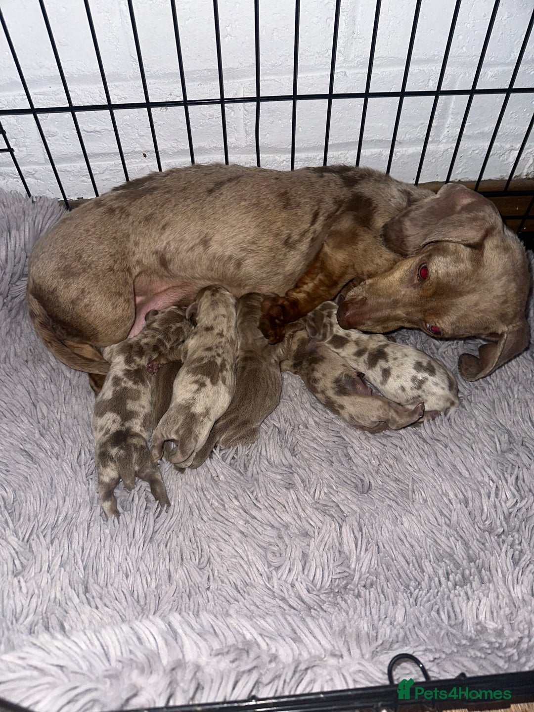 Dachshund dogs for sale: Beautiful dachshund pups  - Image 15
