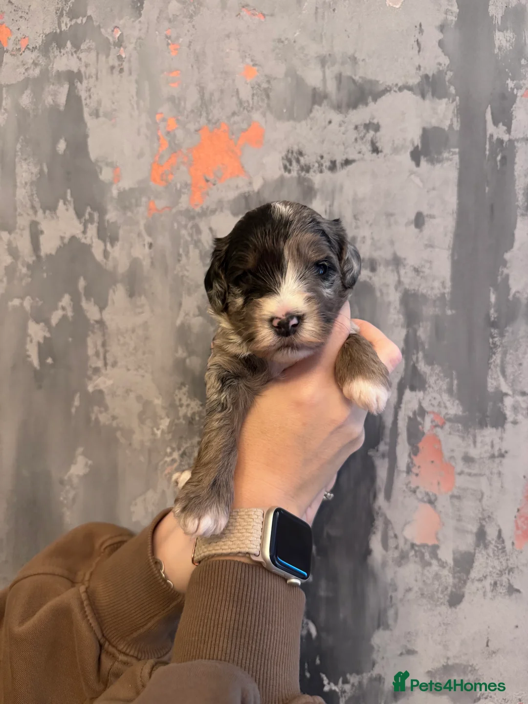 Cockapoo dogs for sale: Beautiful little of 6 cockapoo puppies - Advert 4