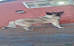 Akita dogs for stud: American Akita 2 years old . Stud  - Image 4