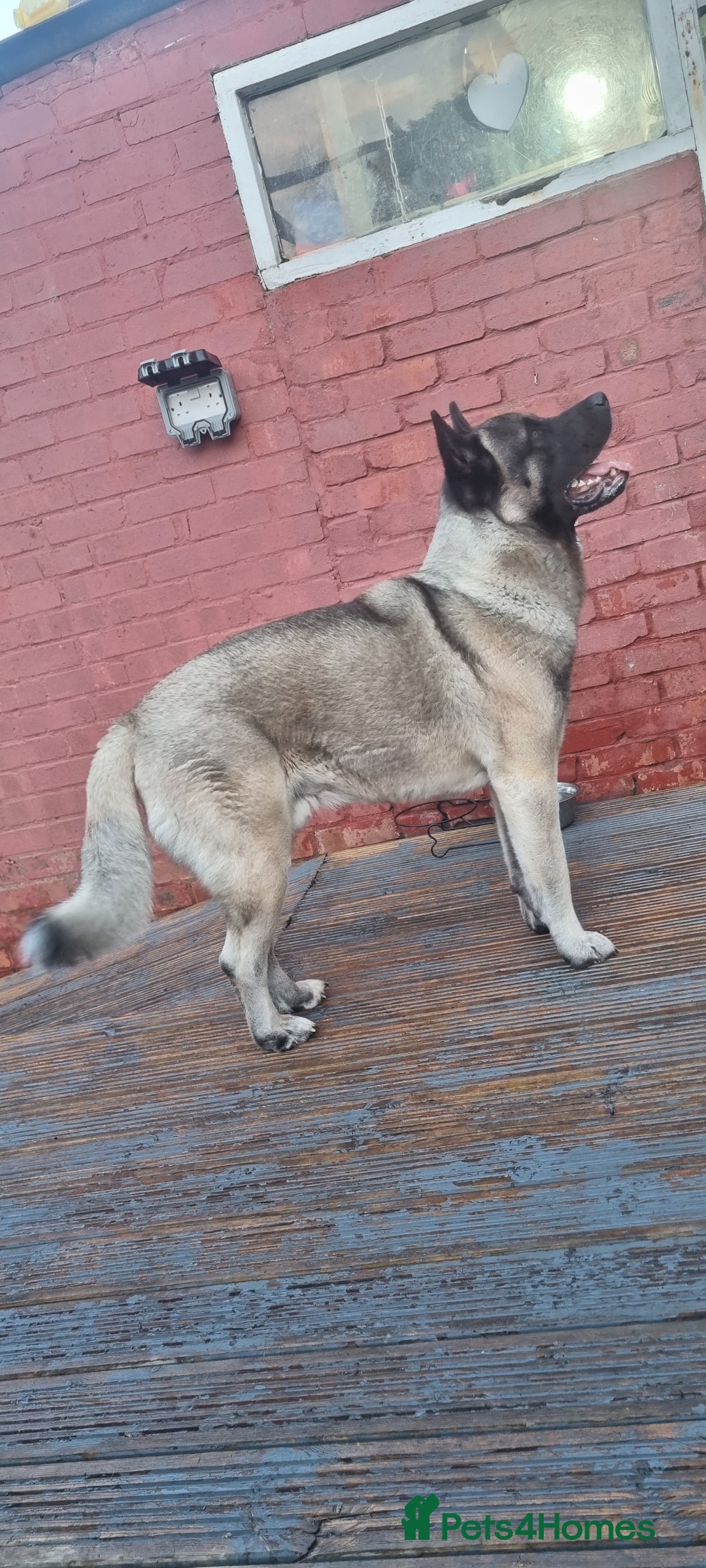 Akita dogs for stud: American Akita 2 years old . Stud  - Image 4