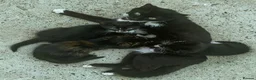 Mixed Breed cats for sale: 8 gorgeous kittens (tuxedo, tortie, tabby, black) - Advert 12