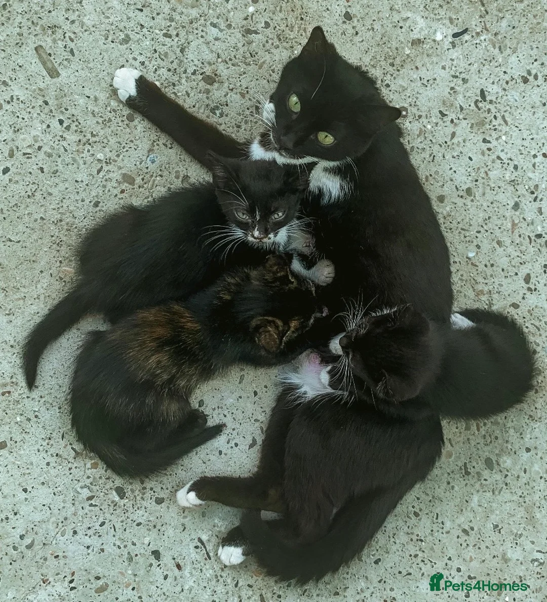 Mixed Breed cats for sale: 8 gorgeous kittens (tuxedo, tortie, tabby, black) - Advert 12