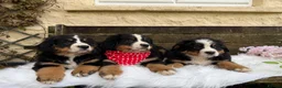 Bernese Mountain Dog dogs for sale: 🐾 Beautiful KC Bernese Mountain Dog Puppies 🐾  - Advert 9