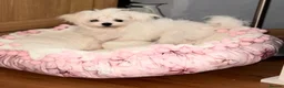 Maltese dogs for sale: FCI quality Maltese boy  - Advert 3