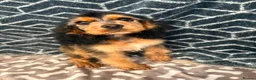 Cocker Spaniel dogs for sale: Show type cocker spaniel  - Advert 3
