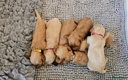 Cavapoo dogs for sale: Toy Cavapoo Puppies - Image 5