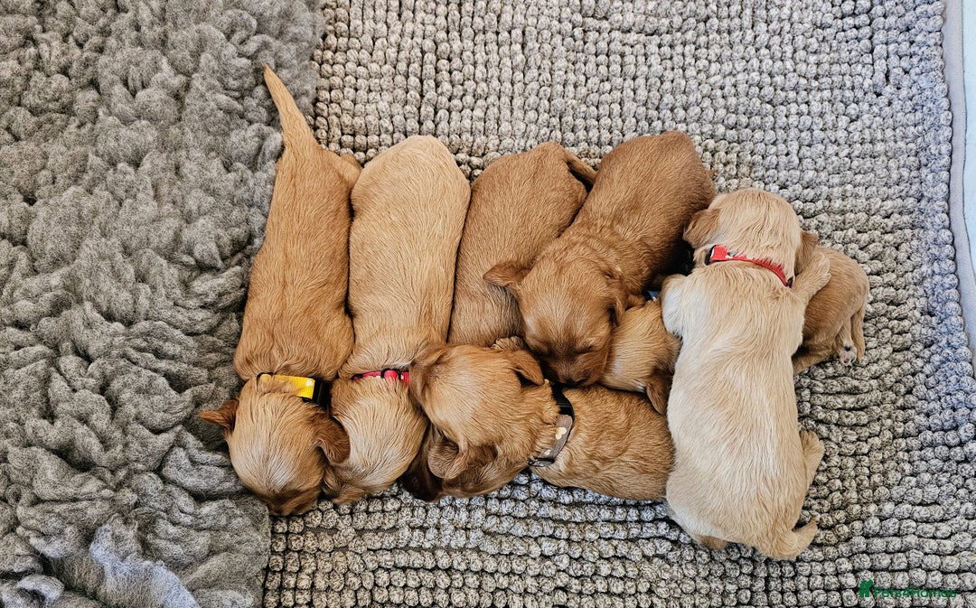 Cavapoo dogs for sale: Toy Cavapoo Puppies - Image 5