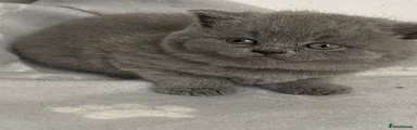 British Shorthair Kitten 3