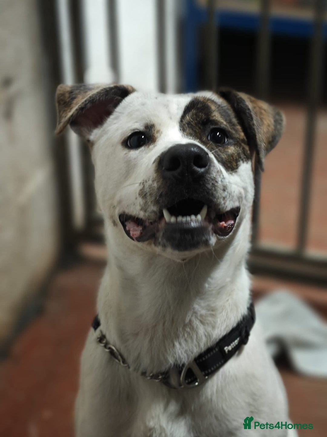 Mixed Breed dogs for adoption: Maggie Mabel - Advert 3
