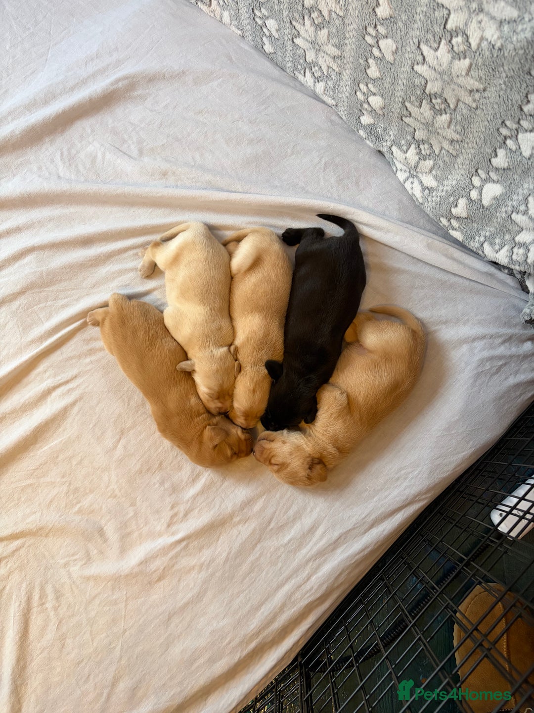 Labrador Retriever dogs for sale: KC Chunky Labrador Puppies - Advert 13