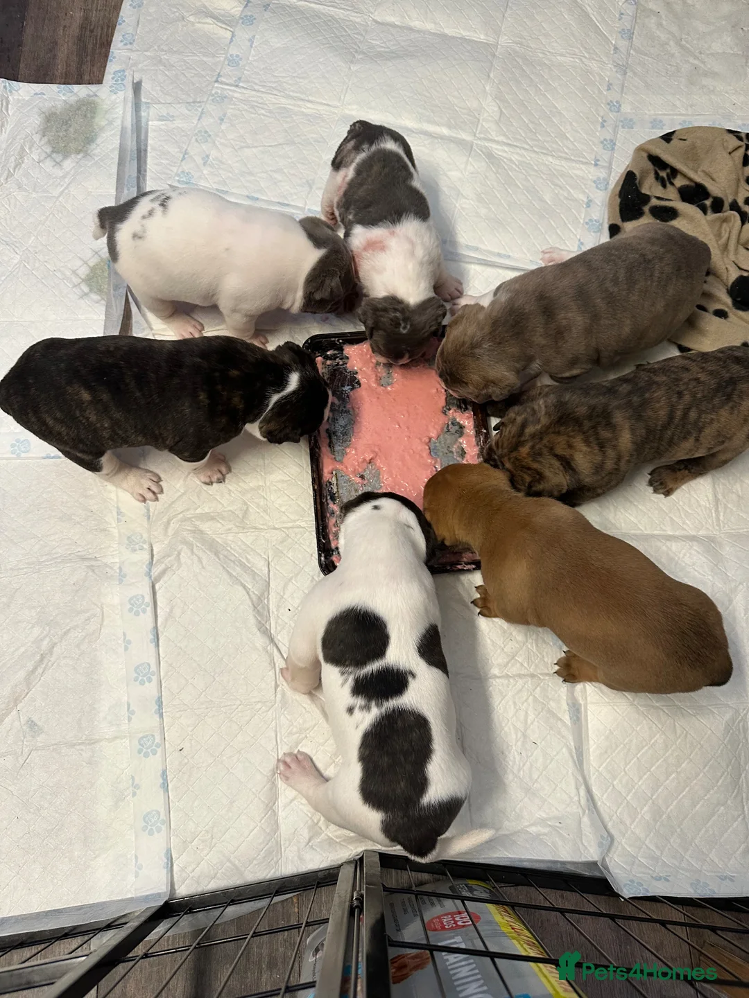 Dorset Olde Tyme Bulldogge dogs for sale: 5 Stunning old tyme bulldogs girls left  - Advert 13