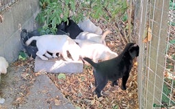 Labrador Retriever dogs for sale: Robust, sensible, yellow KC Labrador Pups - Image 3