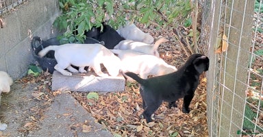 Labrador Retriever dogs - Advert 8