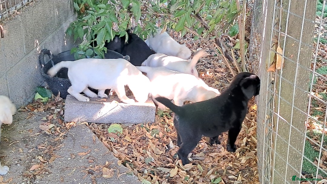 Labrador Retriever dogs for sale: Robust, sensible, yellow KC Labrador Pups - Image 3