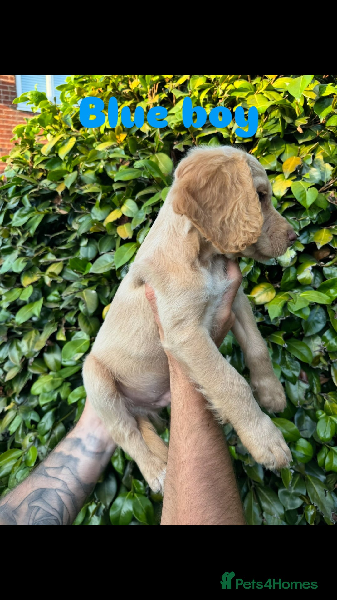 Cocker Spaniel dogs for sale: READY TO GO.. beautiful cocker spaniel puppies - Image 10