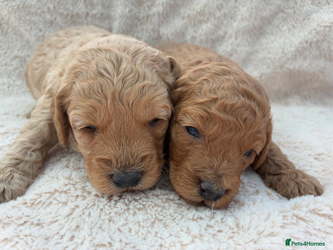 Miniature Poodle dogs for sale: Miniature Poodles  - Image 6