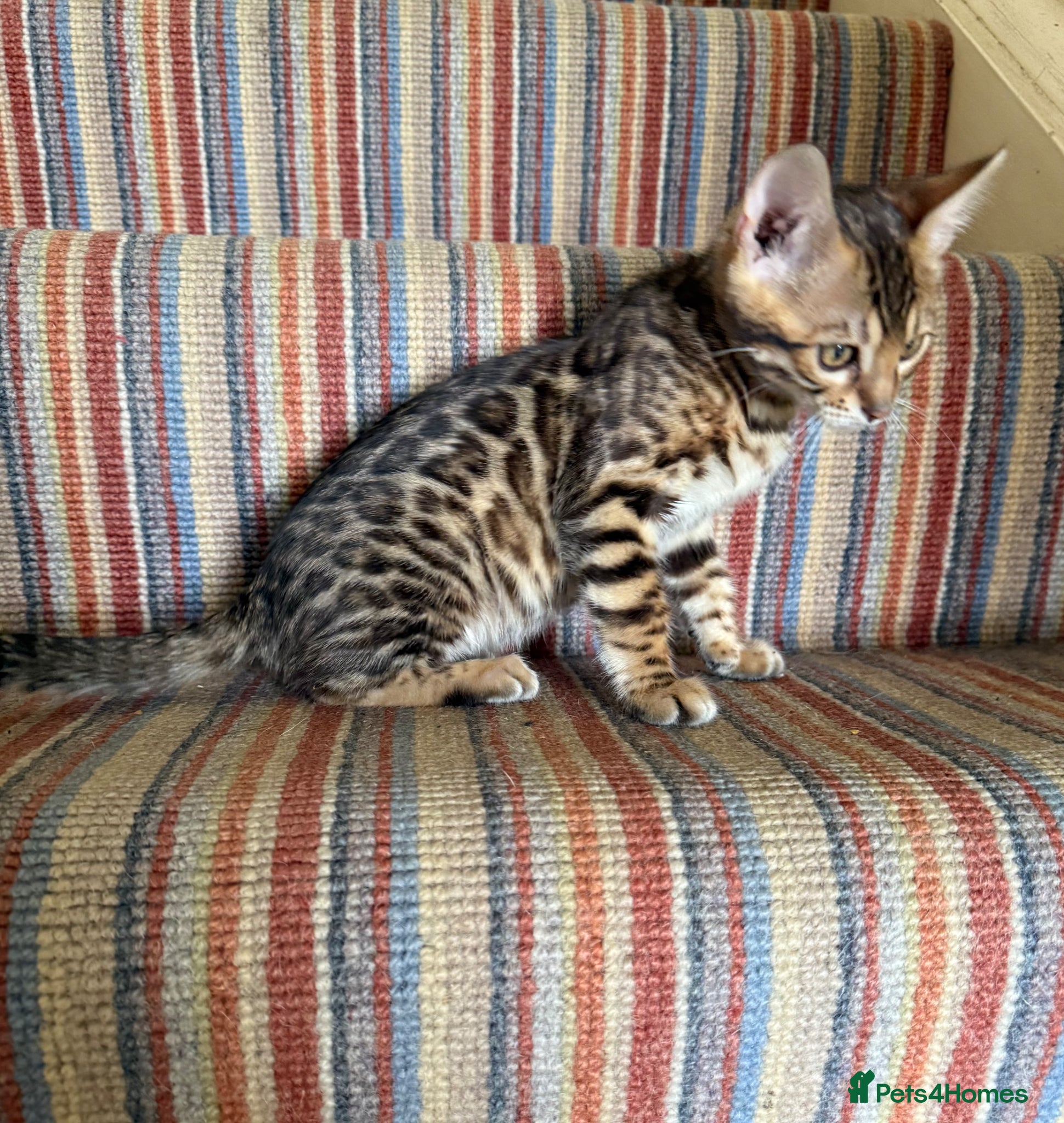 Bengal cats TICA 🐆 Health Tested Pedigree Bengal Kittens 🐾l  - Advert 18