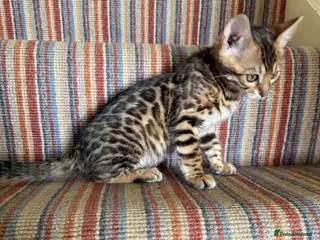 Bengal cats TICA 🐆 Health Tested Pedigree Bengal Kittens 🐾l - Advert 12