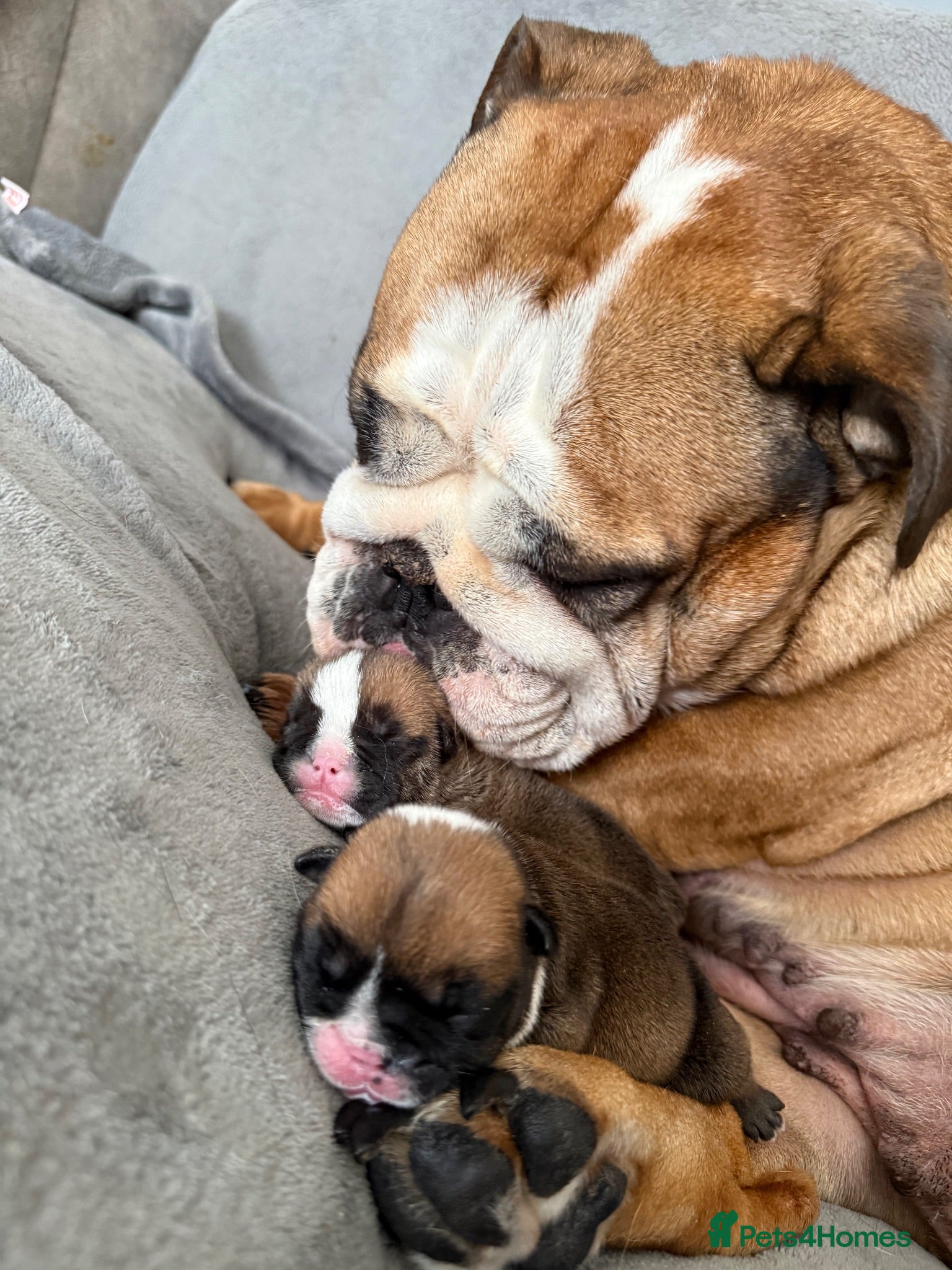 English Bulldog dogs Ronnie & Reggie 2 Bulldog Pups - Advert 2