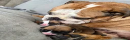 English Bulldog dogs for sale: Ronnie & Reggie 2 Bulldog Pups - Advert 1