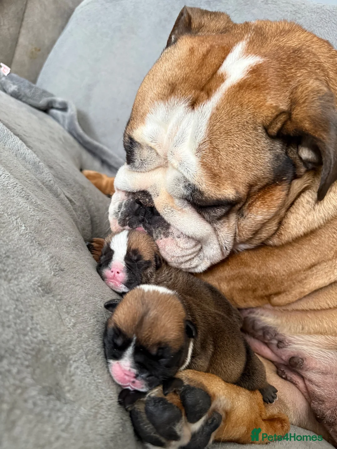 English Bulldog dogs for sale: Ronnie & Reggie 2 Bulldog Pups - Advert 1