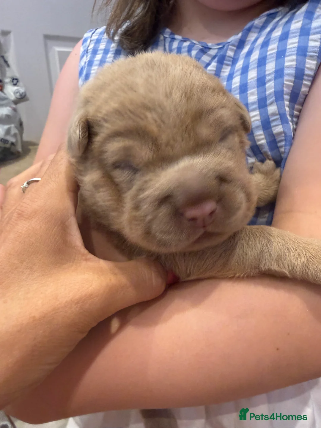 Mixed Breed dogs for sale: Sharpei pups - Advert 7