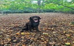 Labrador Retriever dogs for sale: Beautiful 2 year old Chocolate Lab - Image 3