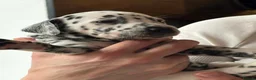 Dalmatian dogs for sale: Black and white puppies  - Advert 15
