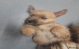 Cairn Terrier dogs for sale: KC registered Cairn terriers - Image 15