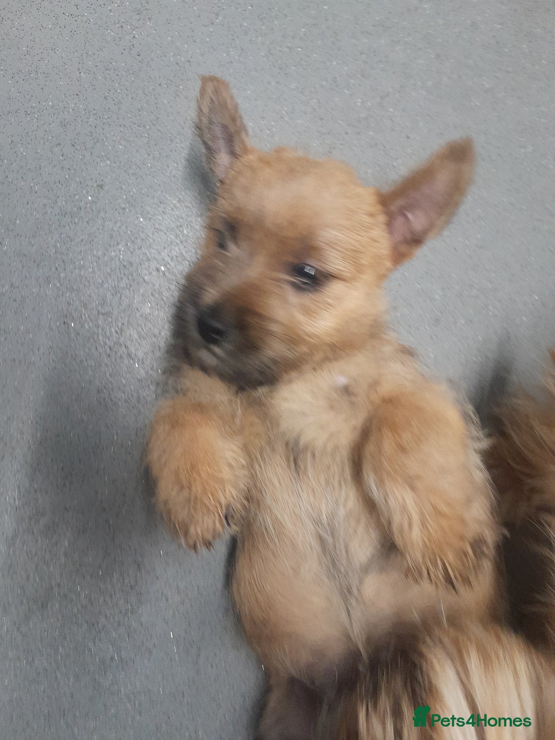 Cairn Terrier dogs for sale: KC registered Cairn terriers - Image 15