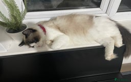 Ragdoll cats for sale: Seal Bicolour Ragdoll - Image 5