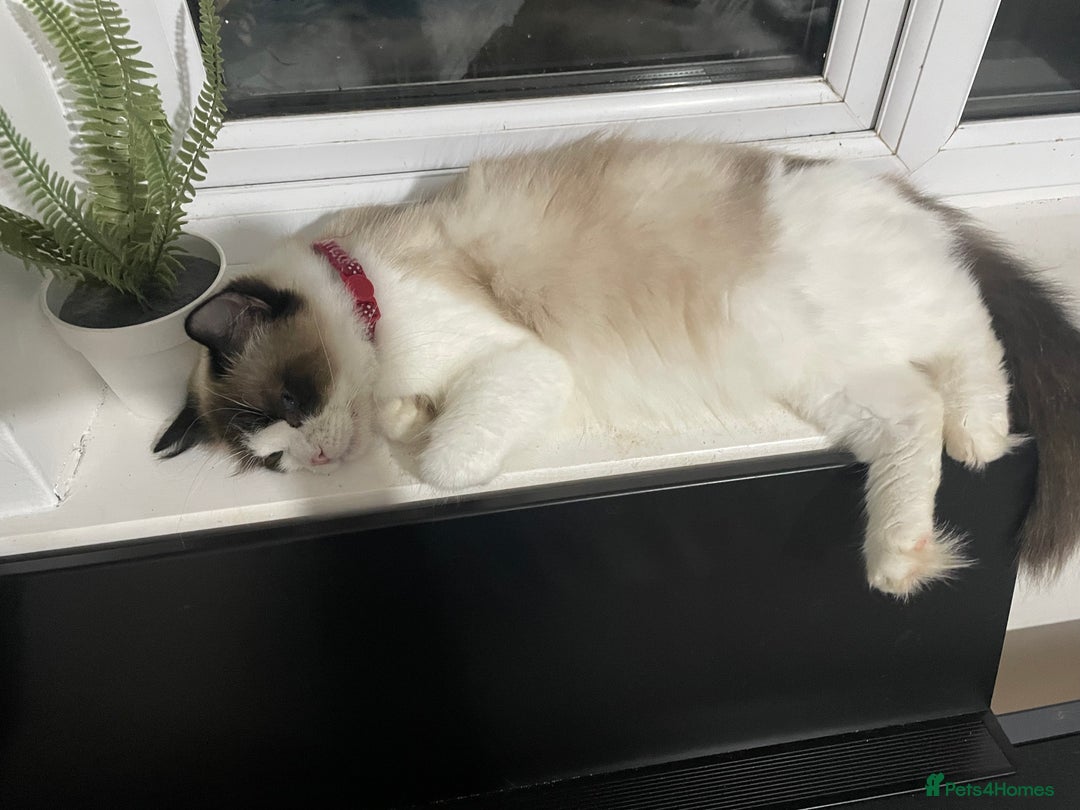 Ragdoll cats for sale: Seal Bicolour Ragdoll - Image 5