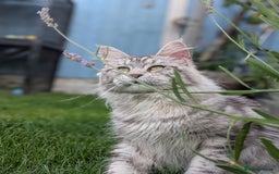 Maine Coon cats for sale: Maine coons 2 Boys and 1  girl left ready now - Image 27