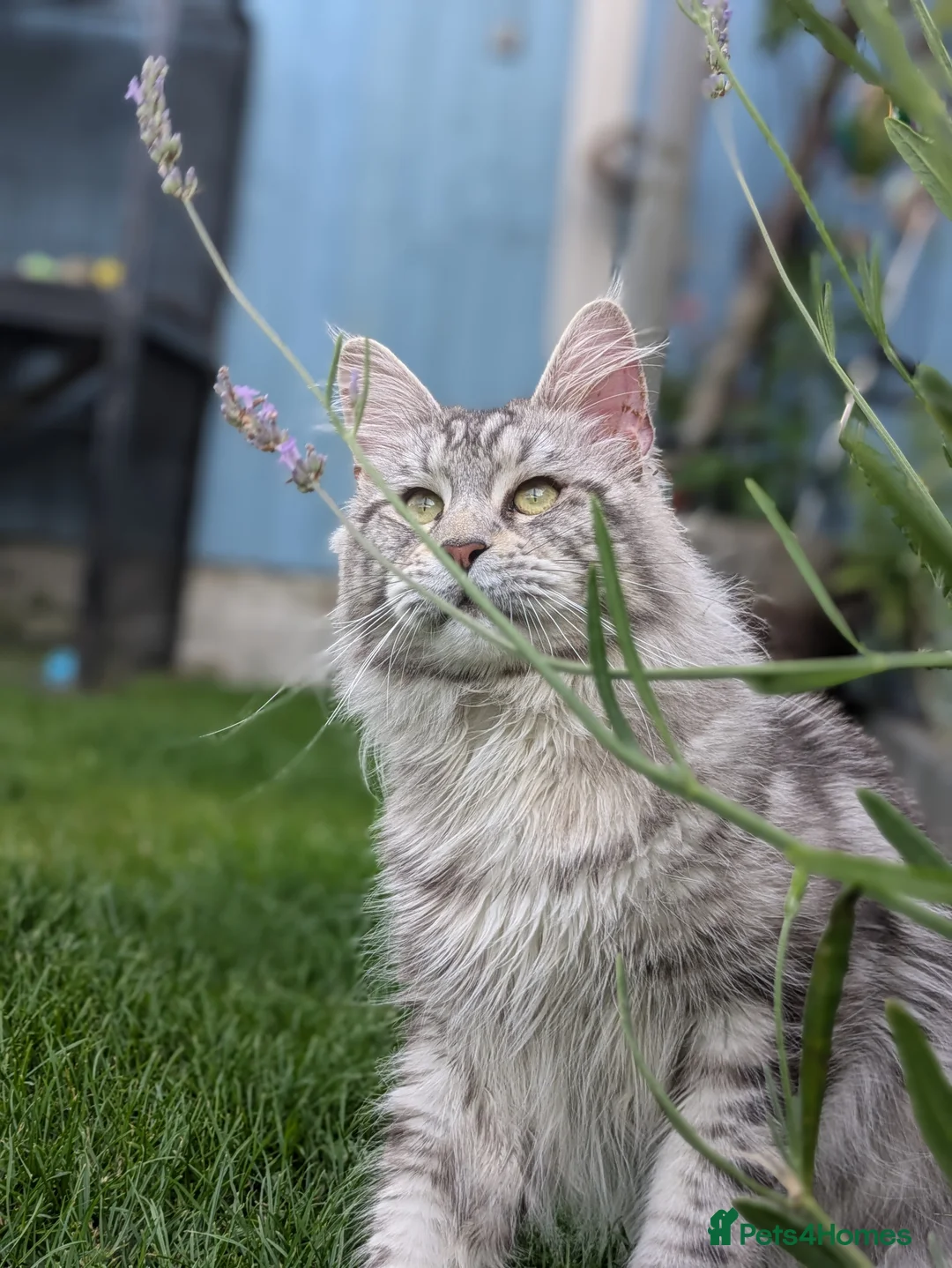 Maine Coon cats for sale: Beautiful female smoked tortie - Advert 12
