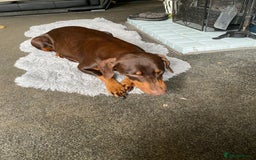 Dobermann dogs for stud: Chocolate Doberman for stud in Stoke-on-Trent - Image 5