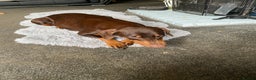 Dobermann dogs for stud: Chocolate Doberman for stud in Stoke-on-Trent - Advert 5