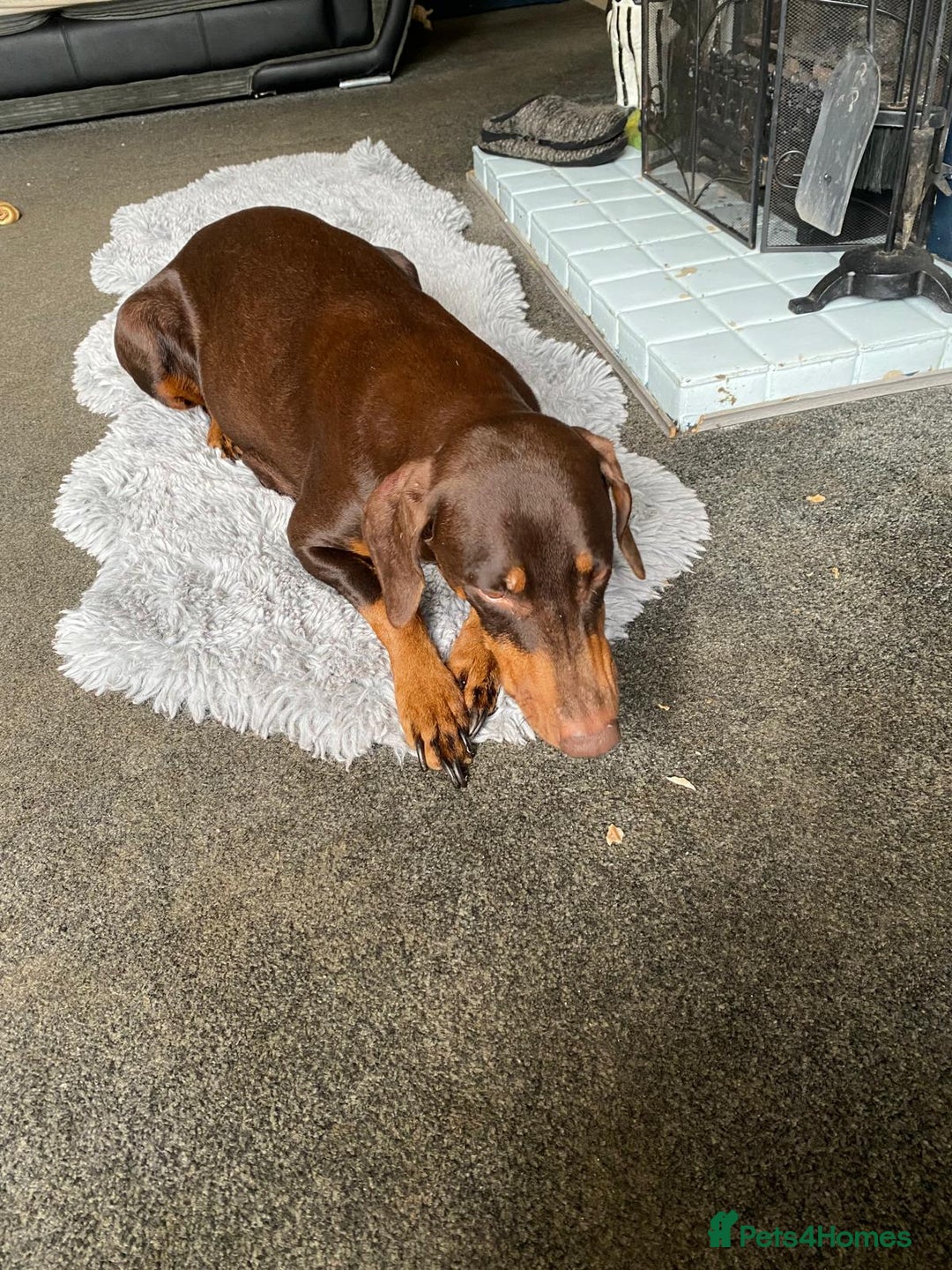 Dobermann dogs for stud: Chocolate Doberman for stud in Stoke-on-Trent - Image 5