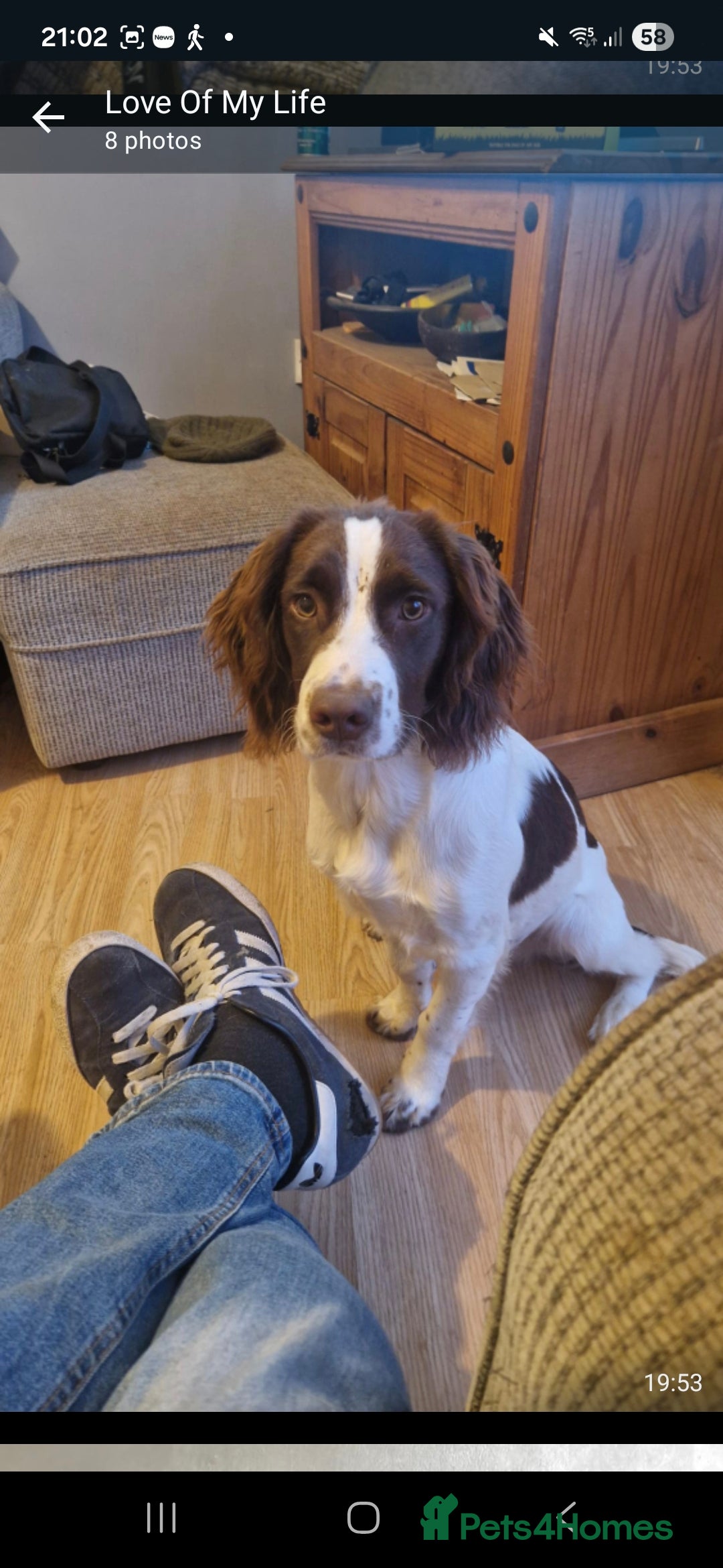 Cocker Spaniel dogs for sale: Two sprockers for sale - Advert 5