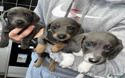 Dachshund dogs for sale: 🩶Silver miniature dachshunds litter READY TO GO🩶 - Image 26