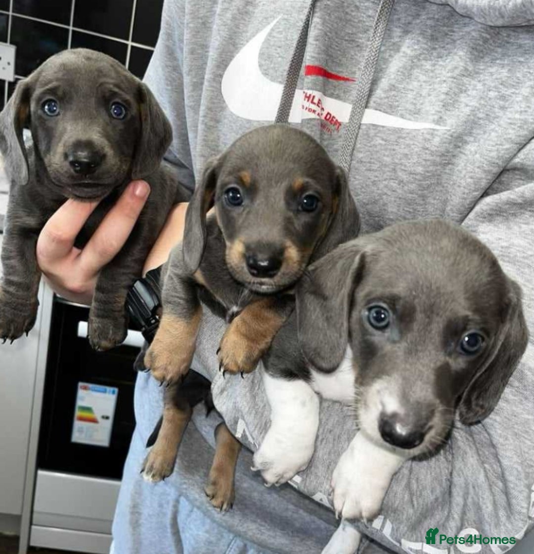 Dachshund dogs for sale: 🩶Silver miniature dachshunds litter READY TO GO🩶 - Image 26