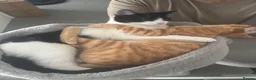 Mixed Breed cats for sale: Loving Forever Home Needed for Bonded Kittens - Advert 9
