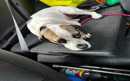 Mixed Breed dogs for sale: Princess  - Image 3