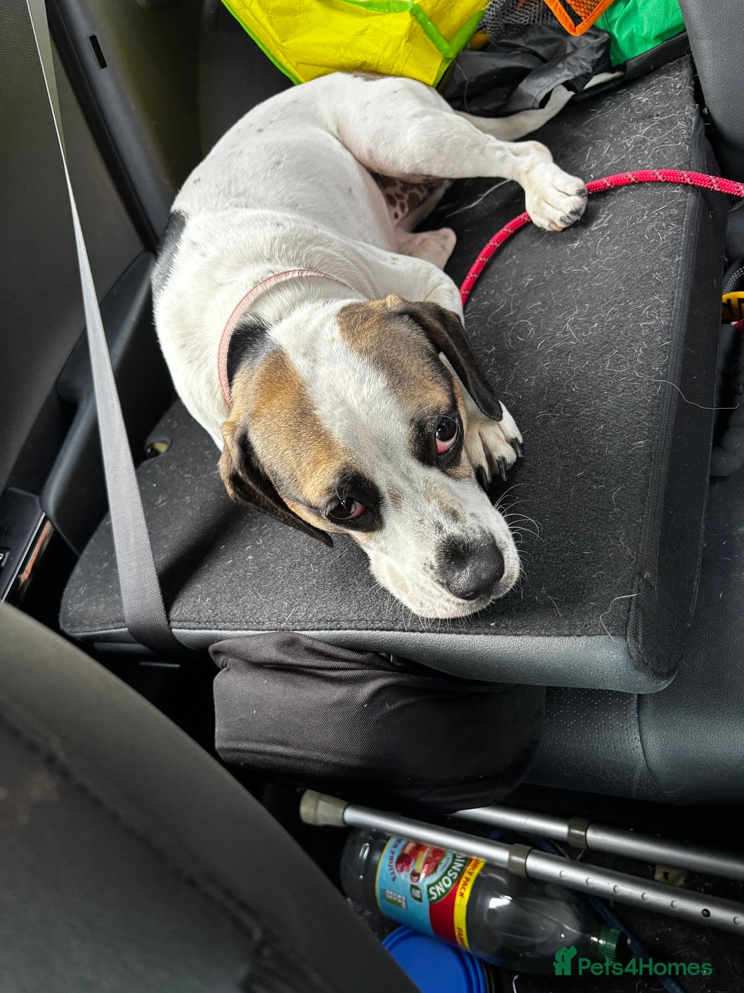 Mixed Breed dogs for sale: Princess  - Image 3