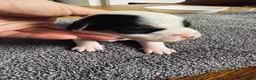 Jack Russell dogs for sale: 1 lovely little girl Jack russell  - Advert 7