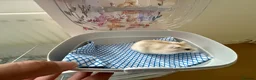 Hamster rodents for sale: Russian hamster  - Advert 7
